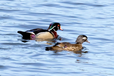 Wood Duck Pair