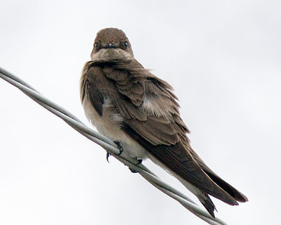 Rough-winged Swallow
