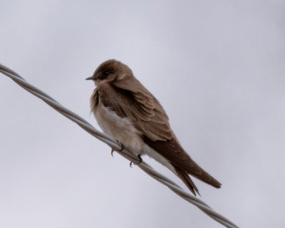 Rough-winged Swallow