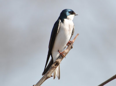 Tree Swallow