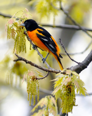 Baltimore Oriole