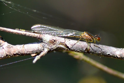 Bluet Female