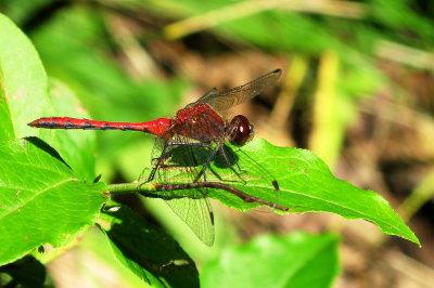 Yellow-legged Meadowhawk