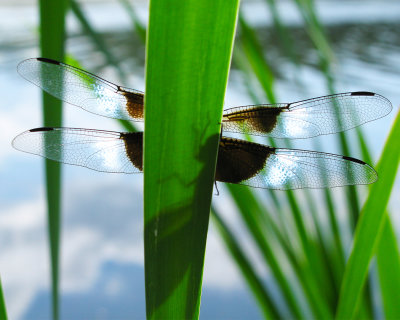 Widow Skimmer on Reed