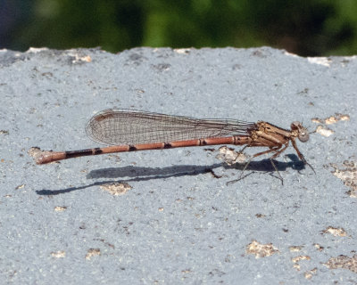 Variable Dancer Female