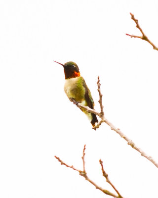 Ruby-throated Hummingbird Male