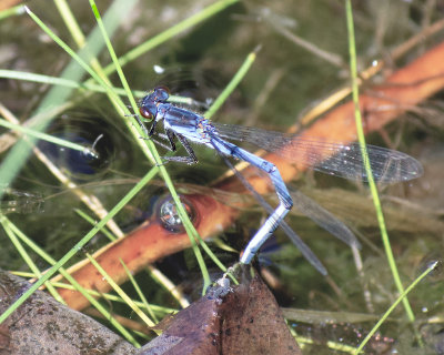Female Laying Eggs