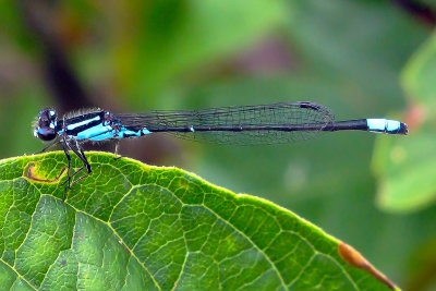 Skimming Bluet Male