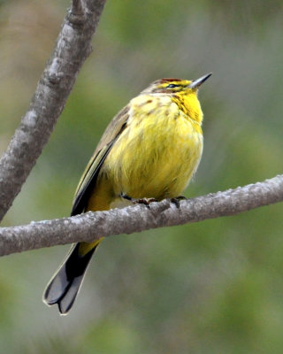 Palm Warbler (Eastern)