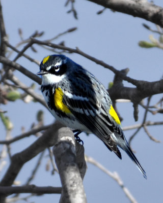 Yellow-rumped Warbler (Myrtle) Male