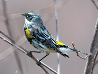 Yellow-rumped Warbler (Myrtle) Male