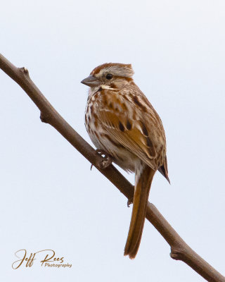 Song Sparrow