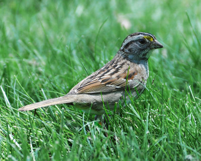 Savannah Sparrow