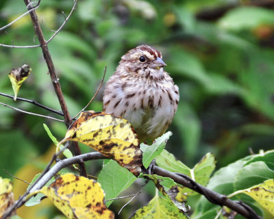 Song Sparrow