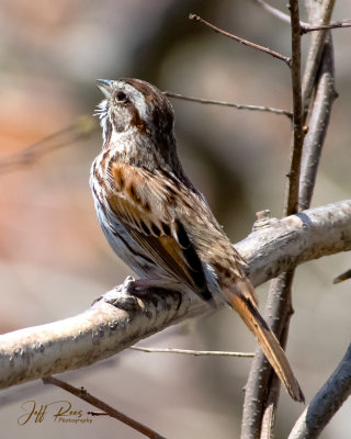 Song Sparrow