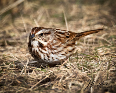 Song Sparrow