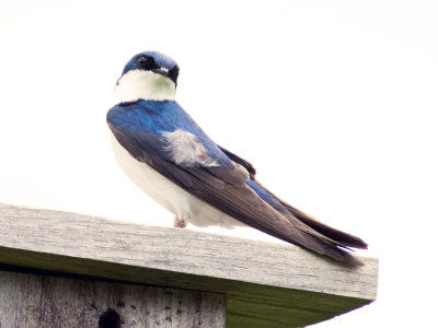 Tree Swallow