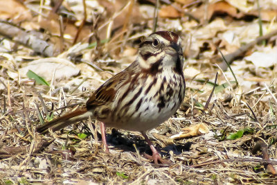 Song Sparrow