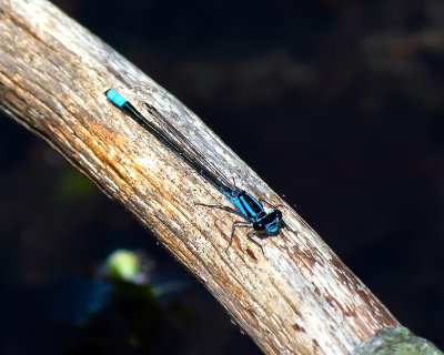 Skimming Bluet Male