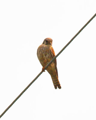 Kestral Female