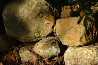 DSC_0010.JPG
