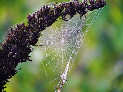 spider webs in the garden 
