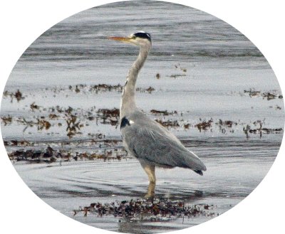 Grey Heron, Isle of Skye