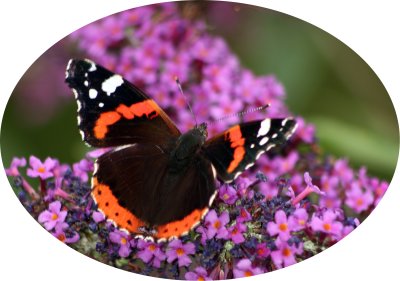 natural_history__eachdraidh_nadair