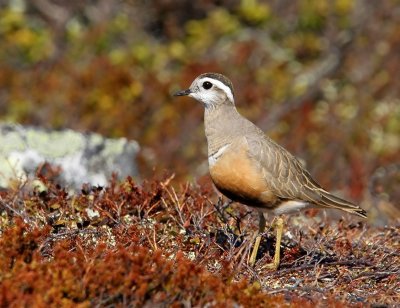 Morinelplevier - Eurasian Dotterel