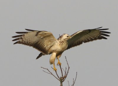 Buizerd - Common Buzzard