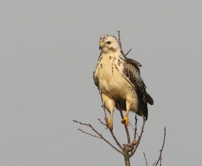 Buizerd - Common Buzzard
