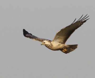 Buizerd - Common Buzzard