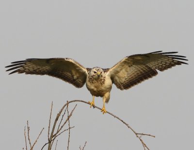 Buizerd - Common Buzzard