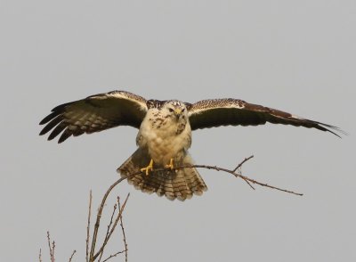 Buizerd - Common Buzzard