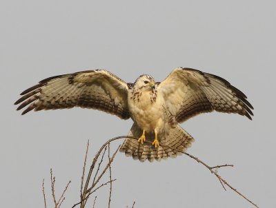 Buizerd - Common Buzzard