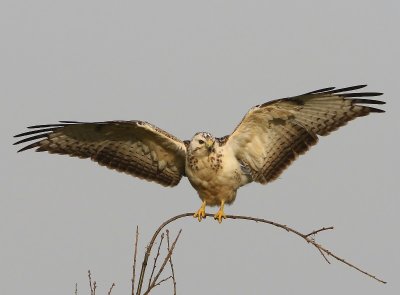 Buizerd - Common Buzzard