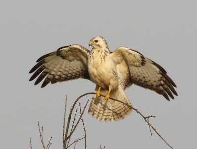 Buizerd - Common Buzzard