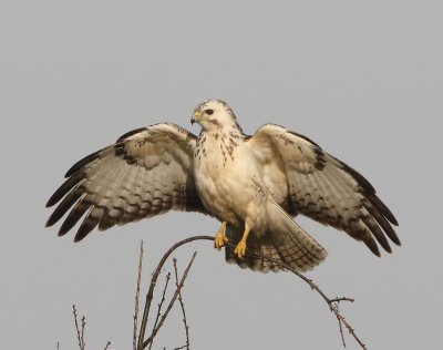 Buizerd - Common Buzzard