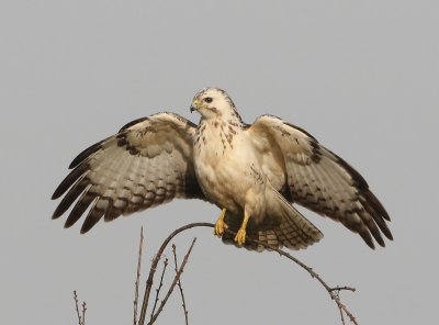 Buizerd - Common Buzzard