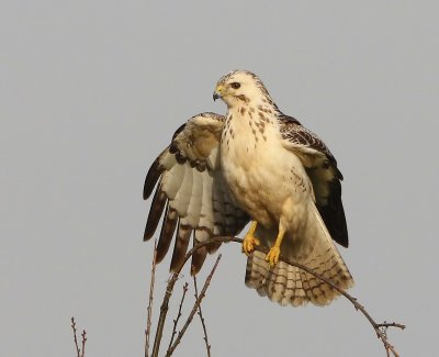 Buizerd - Common Buzzard