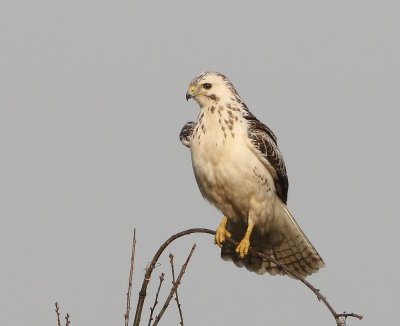 Buizerd - Common Buzzard
