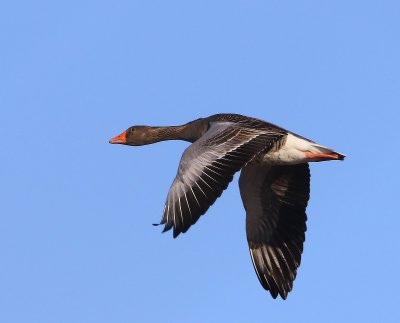 Grauwe Gans - Greylag Goose
