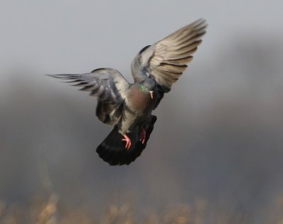 Holenduif - Stock Dove