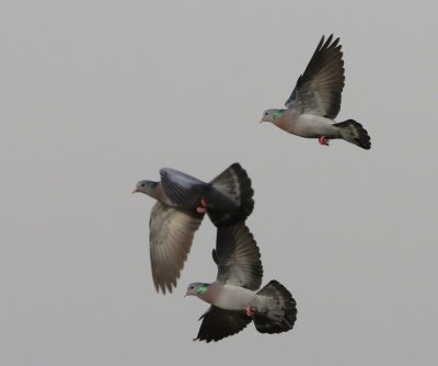 Holenduiven - Stock Doves