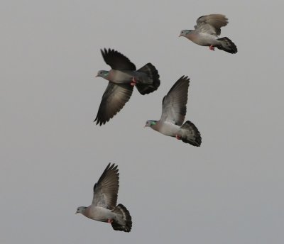Holenduiven - Stock Doves