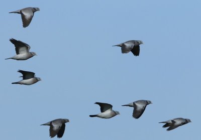 Holenduiven - Stock Doves