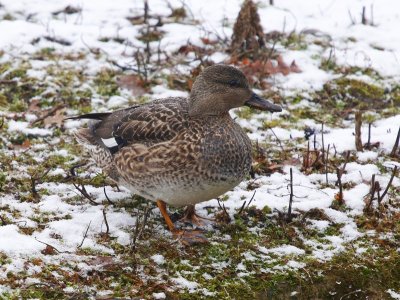 Krakeend - Gadwall