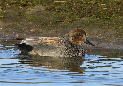 Krakeend - Gadwall