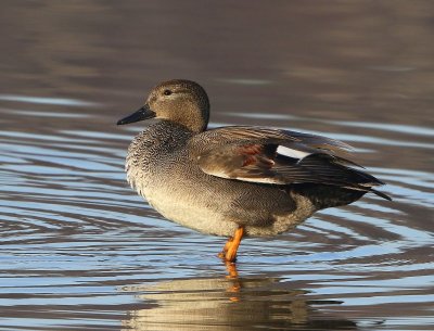 Krakeend - Gadwall