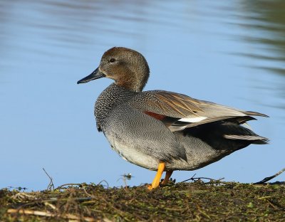 Krakeend - Gadwall